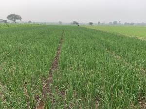 Satisfied farmer using Tatwa Super Rooter on field
